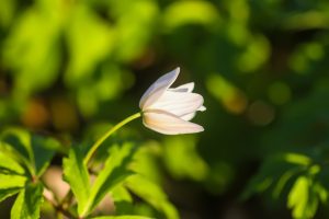 Green Burial Options at Smith Funeral Chapel